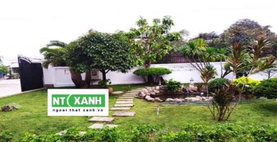Dịch Vụ Trồng Cỏ Sân Vườn Ở Bình Dương