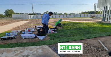 Dịch vụ trồng cỏ sân vườn tại TP.HCM