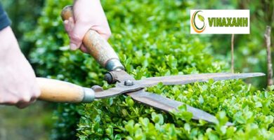 Chăm sóc Cảnh Quan tại Quận 2 TP.HCM