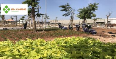 Chăm sóc cây xanh KCN Bàu Bàng