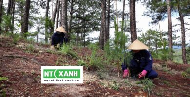 Chăm sóc cây xanh Lâm Đồng