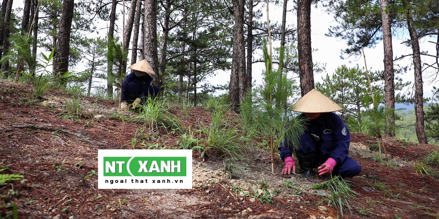 Chăm sóc cây xanh Lâm Đồng