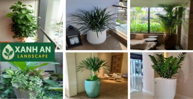 Cho thuê cây xanh nội thất Phú Giáo