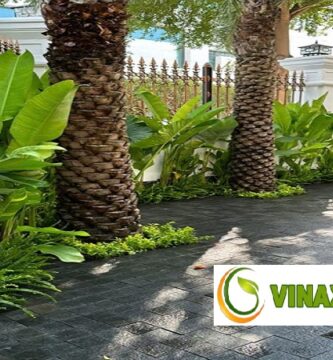 Cung Cấp Cây Xanh Tại Quận 1 TPHCM