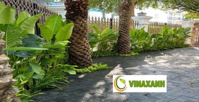 Cung Cấp Cây Xanh Tại Quận 1 TPHCM