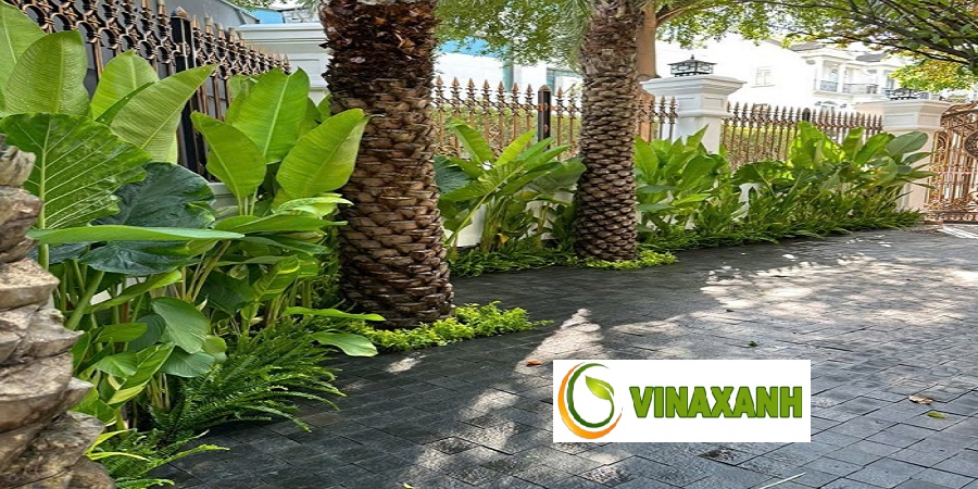 Cung Cấp Cây Xanh Tại Quận 1 TPHCM