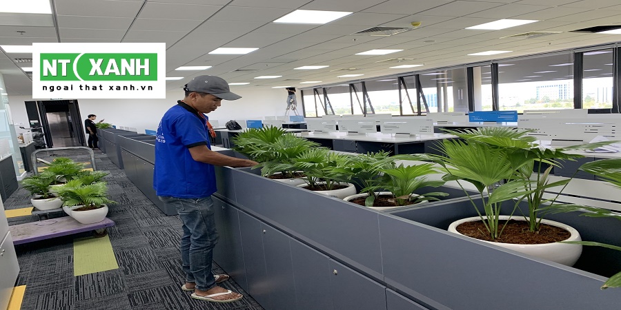 Dịch Vụ Trồng Cây Cảnh TPHCM