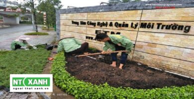 Dịch Vụ Trồng Cây Cảnh Tại Bình Dương