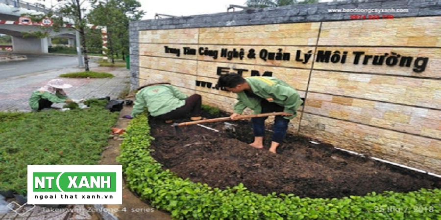 Dịch Vụ Trồng Cây Cảnh Tại Bình Dương
