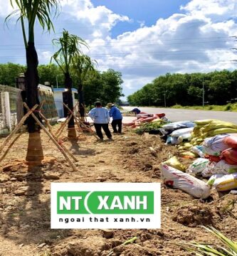 Dịch Vụ Trồng Cây Xanh Long An