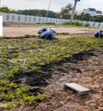 Dịch Vụ Trồng Cỏ Tại Tây Ninh