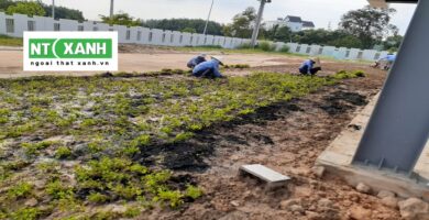 Dịch Vụ Trồng Cỏ Tại Tây Ninh