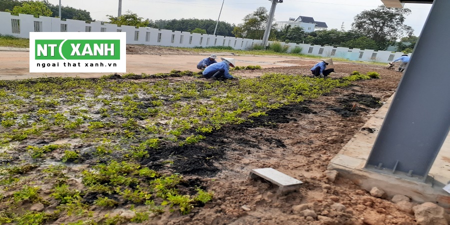 Dịch Vụ Trồng Cỏ Tại Tây Ninh