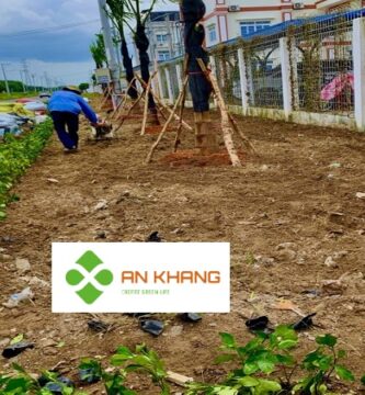 Dịch vụ trồng cây xanh tại Bình Dương