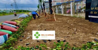 Dịch vụ trồng cây xanh tại Bình Dương
