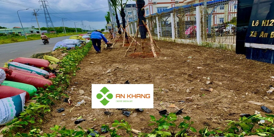 Dịch vụ trồng cây xanh tại Bình Dương