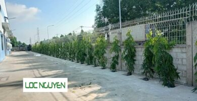 Dịch vụ trồng cây xanh tại Hồ Chí Minh