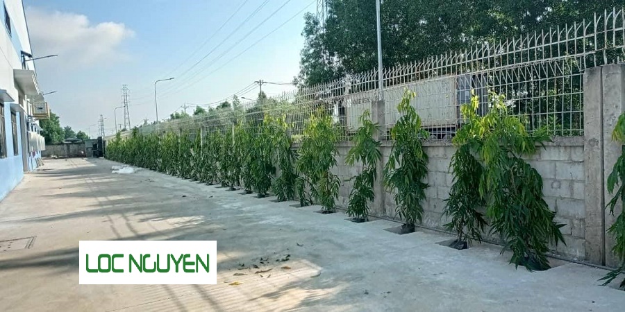 Dịch vụ trồng cây xanh tại Hồ Chí Minh