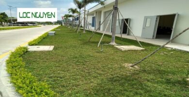 Dịch vụ trồng cỏ tại Hồ Chí Minh