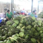 Nhà xuất khẩu dừa tươi từ Việt Nam