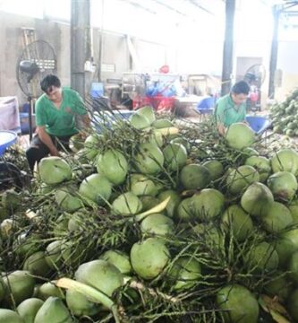 Nhà xuất khẩu dừa tươi từ Việt Nam