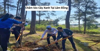 Chăm Sóc Cây Xanh Tại Lâm Đồng