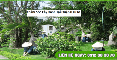 Chăm Sóc Cây Xanh Tại Quận 8 HCM