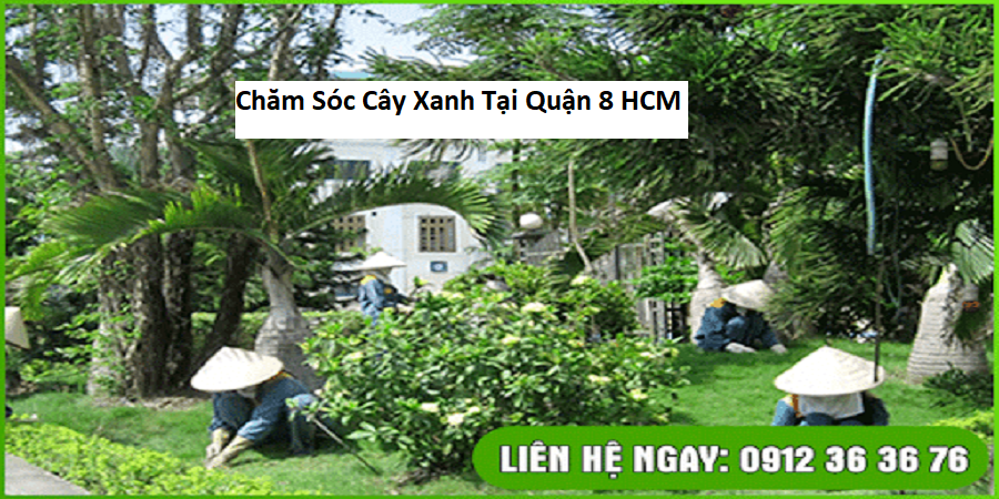 Chăm Sóc Cây Xanh Tại Quận 8 HCM