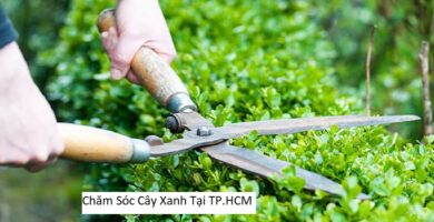 Chăm Sóc Cây Xanh Tại TP.HCM
