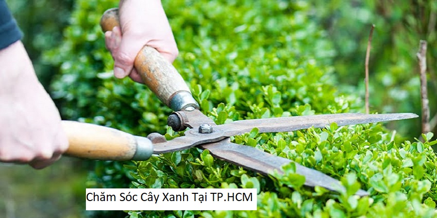 Chăm Sóc Cây Xanh Tại TP.HCM