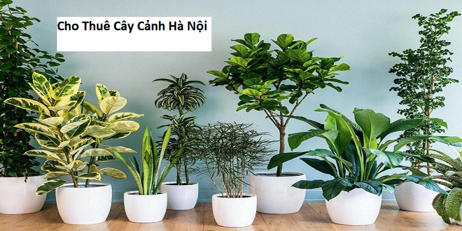 Cho Thuê Cây Cảnh Hà Nội