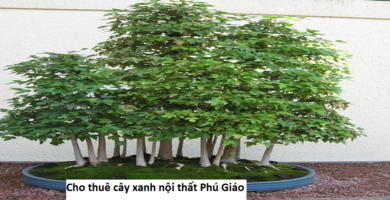 Cho thuê cây xanh nội thất Phú Giáo