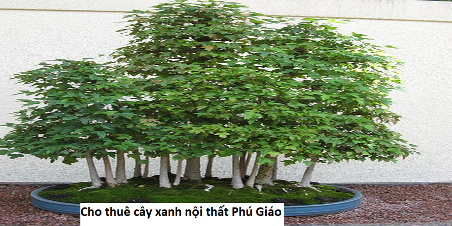 Cho thuê cây xanh nội thất Phú Giáo