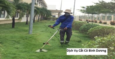 Dịch Vụ Cắt Cỏ Bình Dương