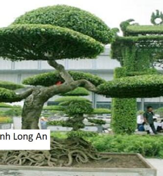 Dịch Vụ Cây Xanh Long An