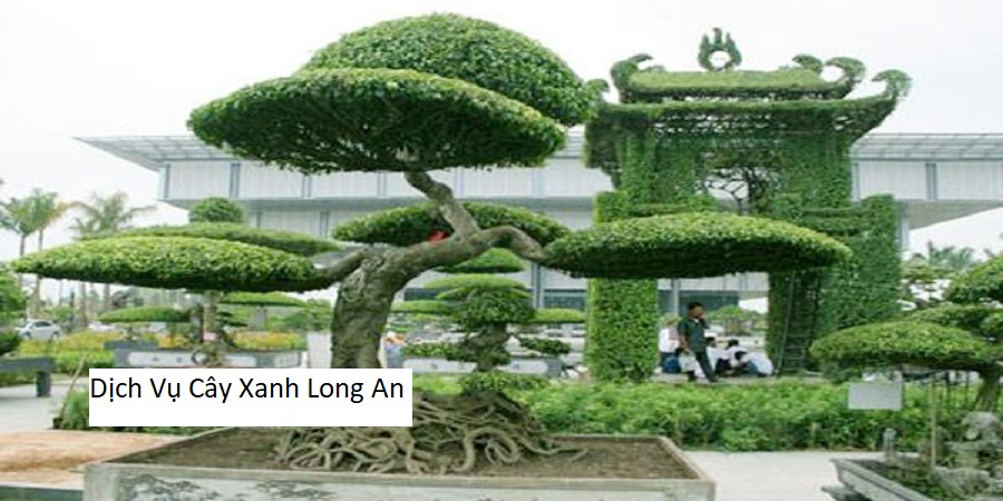 Dịch Vụ Cây Xanh Long An