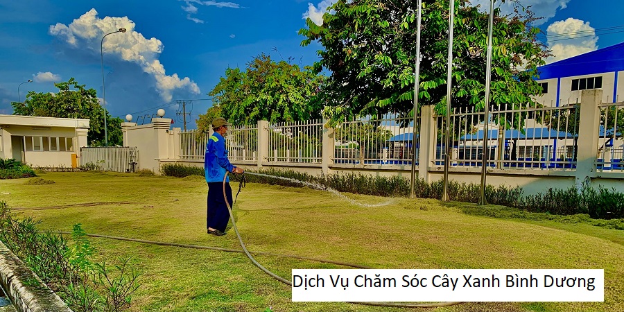 Dịch Vụ Chăm Sóc Cây Xanh Bình Dương