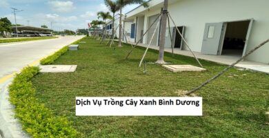 Dịch Vụ Trồng Cây Xanh Bình Dương