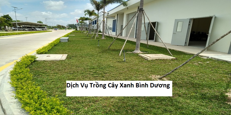 Dịch Vụ Trồng Cây Xanh Bình Dương
