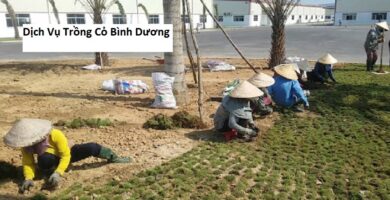 Dịch Vụ Trồng Cỏ Bình Dương
