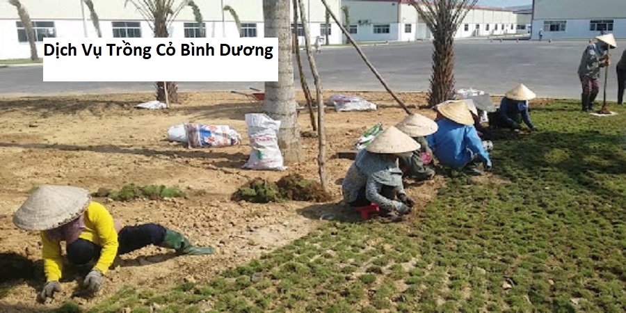 Dịch Vụ Trồng Cỏ Bình Dương