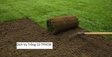 Dịch Vụ Trồng Cỏ TPHCM
