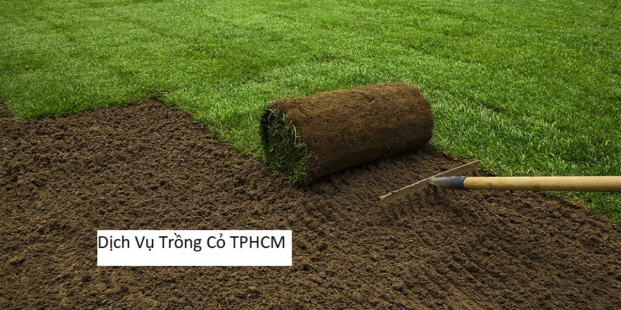 Dịch Vụ Trồng Cỏ TPHCM