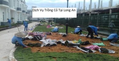 Dịch Vụ Trồng Cỏ Tại Long An