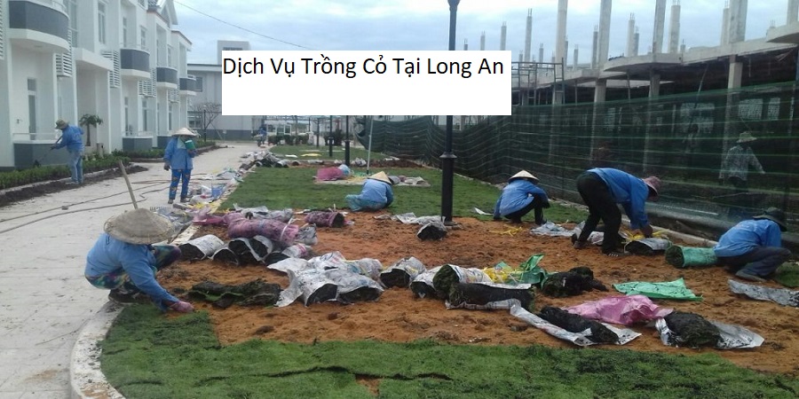 Dịch Vụ Trồng Cỏ Tại Long An