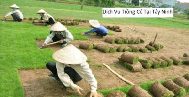 Dịch Vụ Trồng Cỏ Tại Tây Ninh