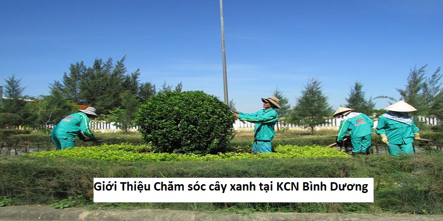 Giới Thiệu Chăm sóc cây xanh tại KCN Bình Dương
