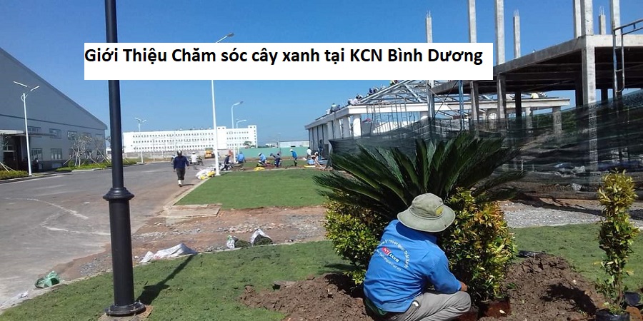 Giới Thiệu Chăm sóc cây xanh tại KCN Bình Dương