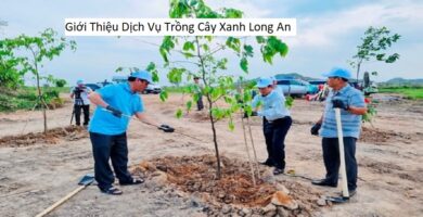 Giới Thiệu Dịch Vụ Trồng Cây Xanh Long An