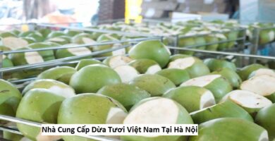 Nhà Cung Cấp Dừa Tươi Việt Nam Tại Hà Nội